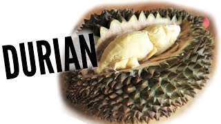 DURIAN Taste Test  FRUITY FRUITS [upl. by Omland]