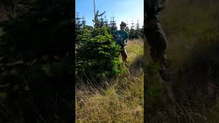 Pruning Christmas trees into shape [upl. by Culbertson]