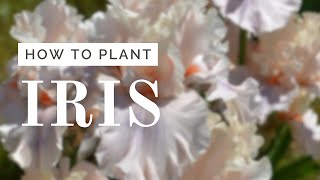 Iris Planting Tutorial [upl. by Trescha]