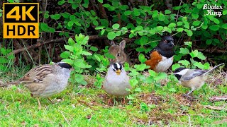 Cat TV for Cats to Watch 😺 Cute Birds and Bunnies 🐰 8 Hours 4K HDR [upl. by Gerk896]