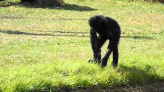 Bonobo La vallée des singes [upl. by Oirasor793]