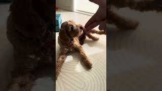 BANG dog trick training with Labradoodle puppy Max puppy dogtricks dogtraining [upl. by Oirasec]