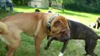 sharpei zenzero vs pitbull zora [upl. by Htedirem]