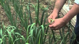 Garlic in the Home Garden Removing Scapes [upl. by Waddell]