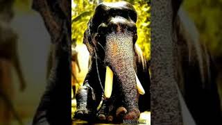 Mangalamkunnu Karnan Elephant  Whatsapp Status Malayalam  BazaarStatusWorld [upl. by Yousuf80]