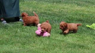 Cavapoo Puppies for Sale [upl. by Lotz]