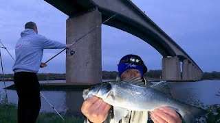 Estuary Bass Fishing On The River Orwell  Sea Fishing UK [upl. by Halihs]