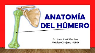 🥇 Anatomía del HÚMERO ¡Fácil Rápida y Sencilla [upl. by Vail]