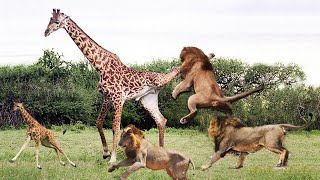 Lion Attack Giraffe National Geographic [upl. by Adam924]