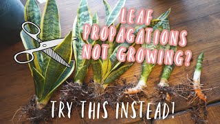 Snake Plant Propagation  This Method works BETTER and FASTER than Leaf Cuttings [upl. by Darice293]