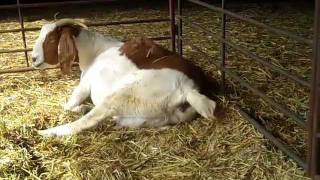 Assisting in breech delivery with Boer goat [upl. by Maryrose]