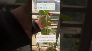 Growing Ajwain Plant From Cuttings ajwainplant urbangardening organicgardening ecofriendly [upl. by Aratal]