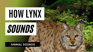 How Lynx Sounds  lynx sounds  lynx scream at night  lynx voice  wild lynx call and sound [upl. by Lulu]