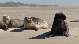 Phoques gris et veaux marins Berck PasdeCalais [upl. by Deeann]