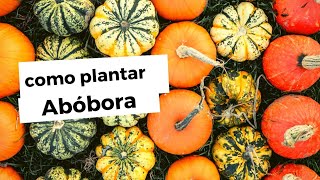 Como plantar abóbora do plantio a colheita passo a passo [upl. by Zamora961]