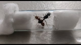 Ant cross species polygyny  EXPERIMENT [upl. by Doherty415]