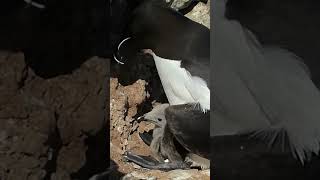 Razorbill with chick birds nature shorts [upl. by Airbmak]