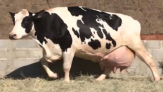 Worlds No 1 Highly Milking Biggest Udder Hf Cow Full Documentary Video  High Milk Production Cow [upl. by Ranna]