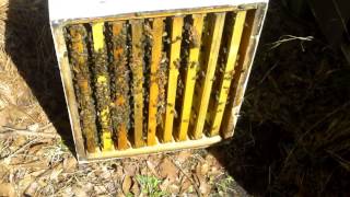 First Hive Split of The Year [upl. by Griff]