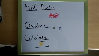 MAC Plate  Oxidase Test  Catalase Tests [upl. by Efioa]