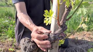 Scacchiatura del Nebbiolo in Barbaresco [upl. by Lahsiv]