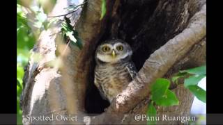 Spotted Owlet [upl. by Ymmik951]