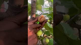 Fruit plant that eat insect in my garden shorts anjrural [upl. by Rozalin73]