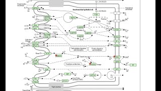 Simple gene ontology and pathway enrichment from a gene list [upl. by Chloe]