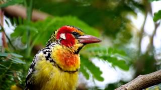 Beautiful Redandyellow Barbet African bird [upl. by Mosa441]