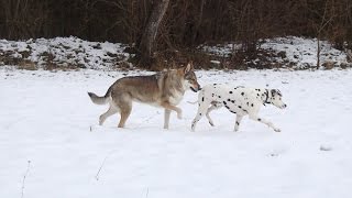 Chienloup tchécoslovaque et Dalmatien  Enfin un peu de neige [upl. by Ahsienor617]