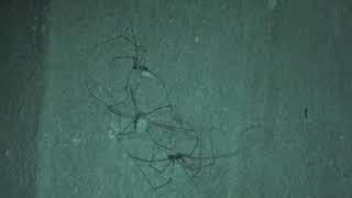 Basement Cam Harvestman VS Daddy longlegs Pholcus phalangioides eats Opiliones Basement Spiders [upl. by Armalda48]