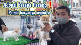 Ngeborong kucing persia ❗ Cek harga dulu [upl. by Enial]