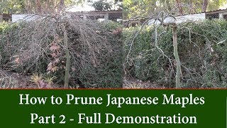 How and When to Prune Japanese Maples  Trim Cut leaf Maples Part 2  Full Demonstration [upl. by Azil]