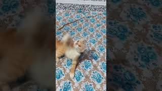 music cover live coversong song cat catcute cats catlover funnycatsanddogsnew2023 shorts [upl. by Dupuis]