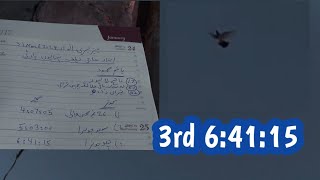 3rd Kabootar light Ma Batha  Hashim Mahmood Pigeons [upl. by Albur]