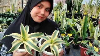 review jenis sansevieria dan harganya [upl. by Melinde406]