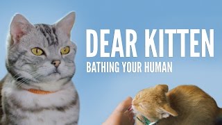 Dear Kitten Bathing Your Human [upl. by Fadden]