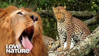 Flirting Leopards Interrupted by Lions  Love Nature [upl. by Ydnew]