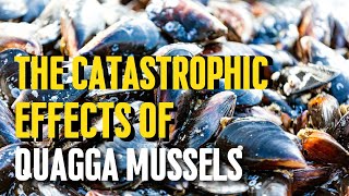 The Catastrophic Effects of Quagga Mussels [upl. by Klina]