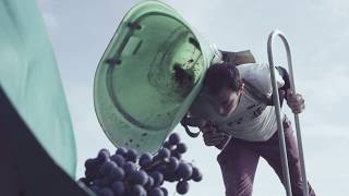 Vivez les vendanges en Val de Loire [upl. by Llednav]