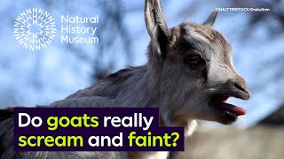 Do goats really scream and faint  Surprising Science [upl. by Scharaga364]