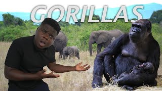 My First Encounter With A Wild Gorilla In Uganda [upl. by Irita]