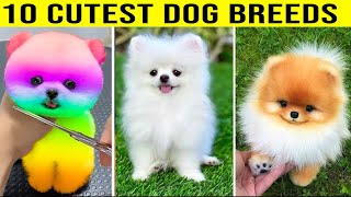 10 Cutest Dog Breeds [upl. by Hanad]