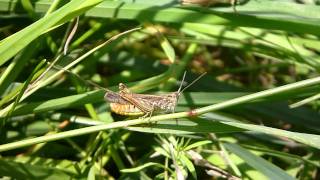 Brauner Grashüpfer  Common Field Grasshopper Chorthippus brunneus [upl. by Notffilc]