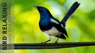 Bird Chirping Sound  24 Hours of Beautiful Birds No Music Relaxing Nature With Birds Singing [upl. by Bayless227]