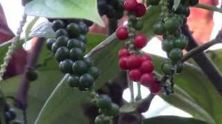 How to Grow Black Pepper Piper nigrum [upl. by Grayce138]