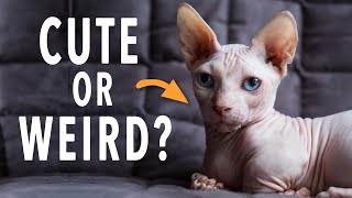 3 Strange Hairless Cat Breeds [upl. by Aes]