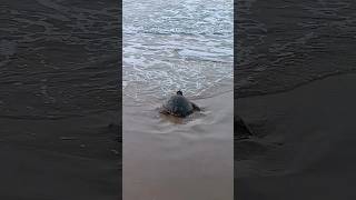 Rescate de Tortuga Marina en la Playa de Burriana  imágenes 26 Julio 2024 🫂⬆️✅ [upl. by Ruttger]