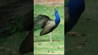 A Peacock Calling loudly to its peahen viralvideo peacock [upl. by Akinek]