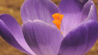 Crocus vernus flower time lapse [upl. by Ehrman]